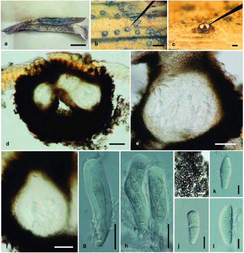 Представитель Семейства Planistromellaceae